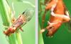 Tenthredopsis nassata